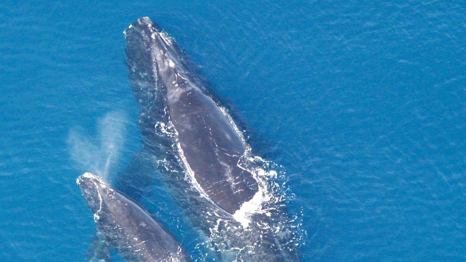 A North Atlantic Right whale and her calf breach the surface